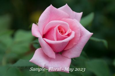 05 MAY Floral SAMPLE