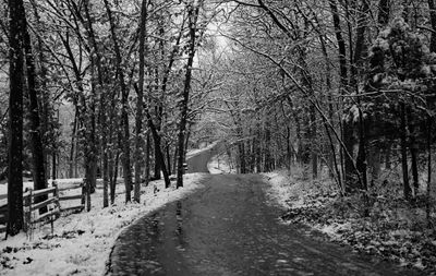 snowcover trees.jpg