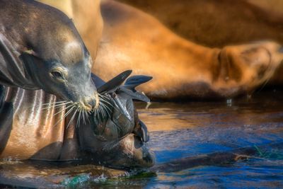 Cleaning Flipper