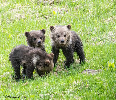 Obsidian Triplets