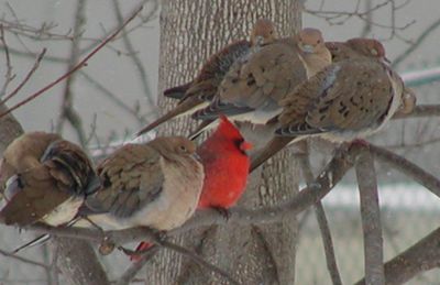 cardinal chilling.jpg