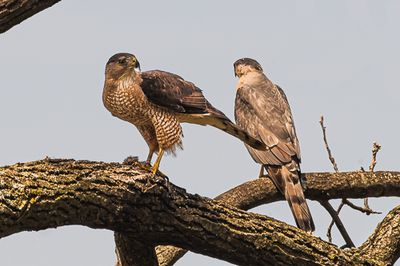 Pair of Cooper's Hawks
