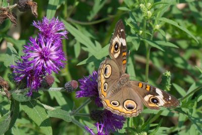 Common Buckeye Butterfly