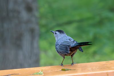 Pretty Visitor