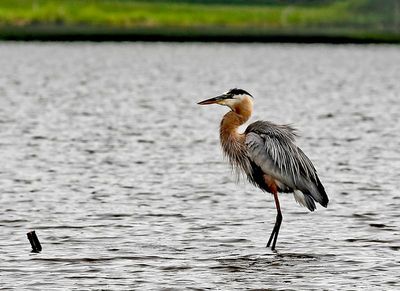 Big Blue Heron.jpg