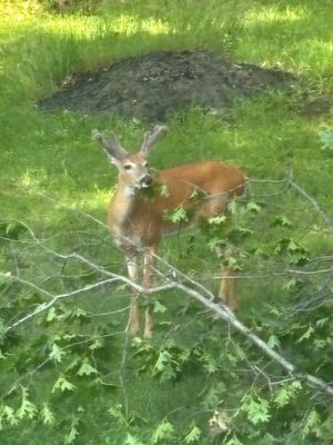 velvet antler.jpg