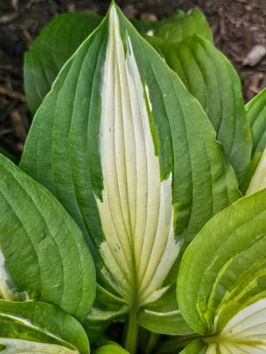 Hosta Leave.jpg