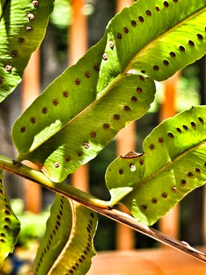 Fern leaflets with spores 