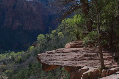 Bear Cliff