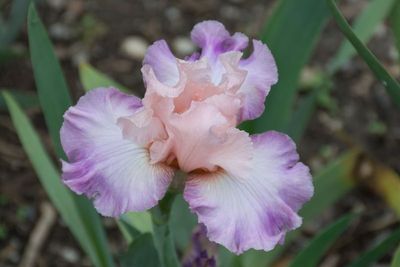 Bearded Iris