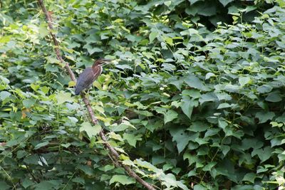 Green Heron
