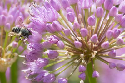 Busy Bee
