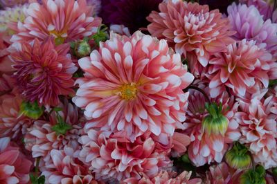 Blooms