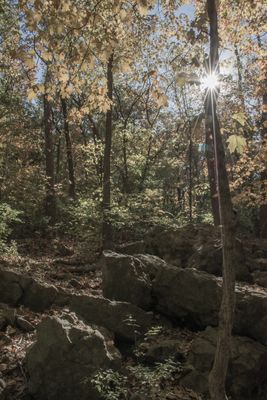 Maple Woods