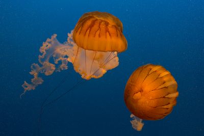 Jellyfish
