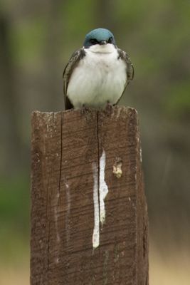 Angry Bird