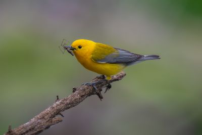 Prothonotary Warbler