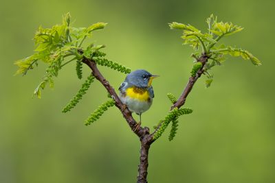 Northern Parula