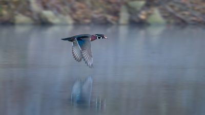 Early Morning Wood Duck