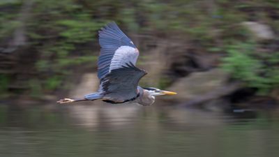 Great Blue Heron