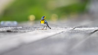 Northern Parula