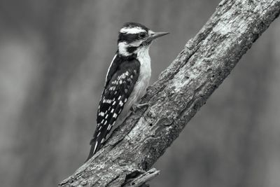 Downy Woodpecker