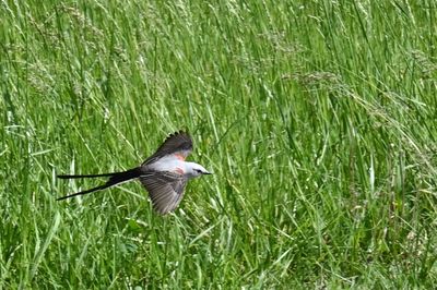 Scissor-tailed Flycatcher