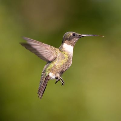 Wings of Wonder