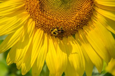 Sunflower Buzz