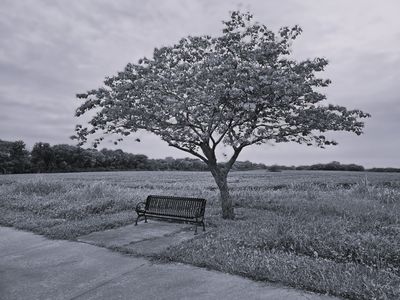 Bench and Tree.jpg