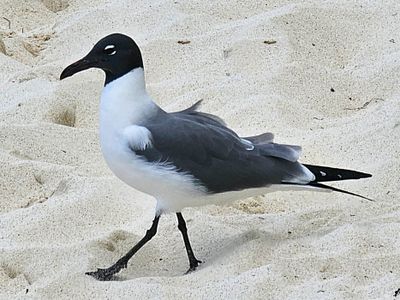 Beach Bird.jpg