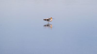 American Avocet