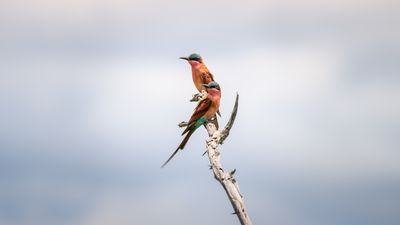 Mr. & Mrs. Southern Carmine Bee-eater