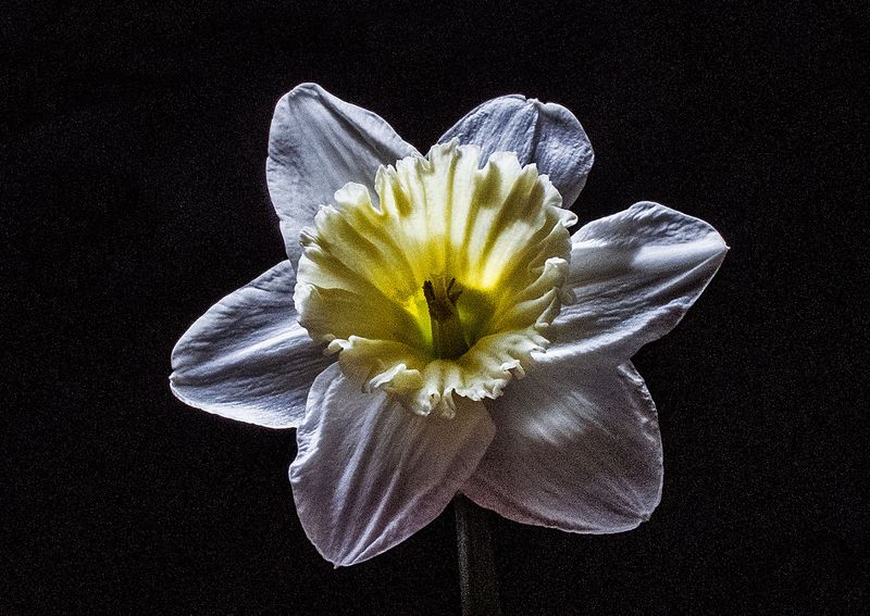 Daffodil-2023