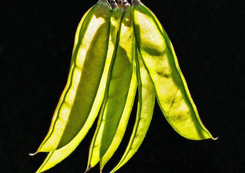 Redbud-Seedpods---2