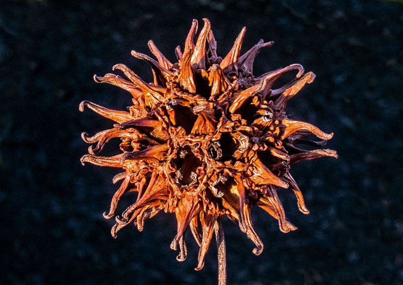 Sweetgum-Seedpod---2