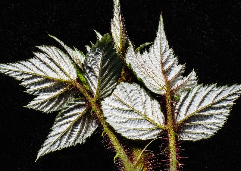 Wineberry-Leaf-Underside
