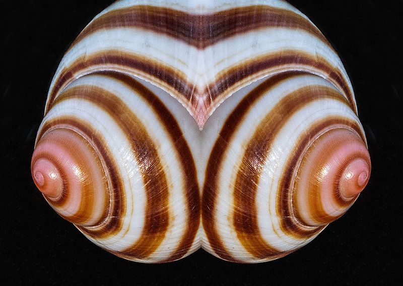 Snail-Shell---Mirror Image Blend