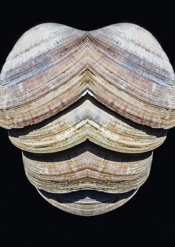 Little-Neck-Clam-Shells - Mirror Image Blend