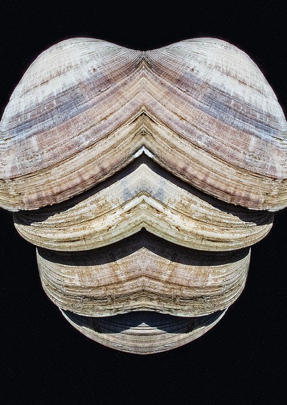 Little-Neck-Clam-Shells - Mirror Image Blend