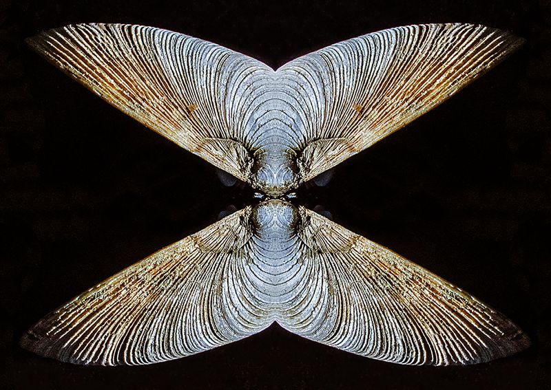 Little-Neck-Clam-Shell - Mirror Image Blend