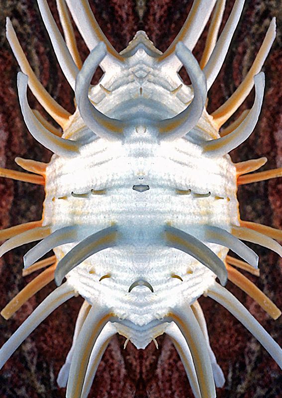 Spondylus - Mirror Image Blend