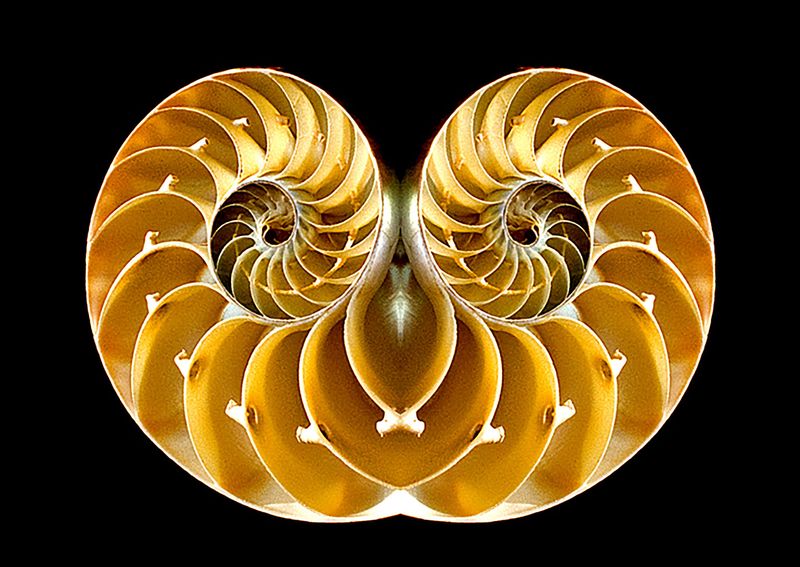 Chambered-Nautilus - Mirror Image Blend - Var. 1