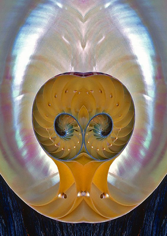 Chambered-Nautilus - Mirror Image Blend - Var. 3