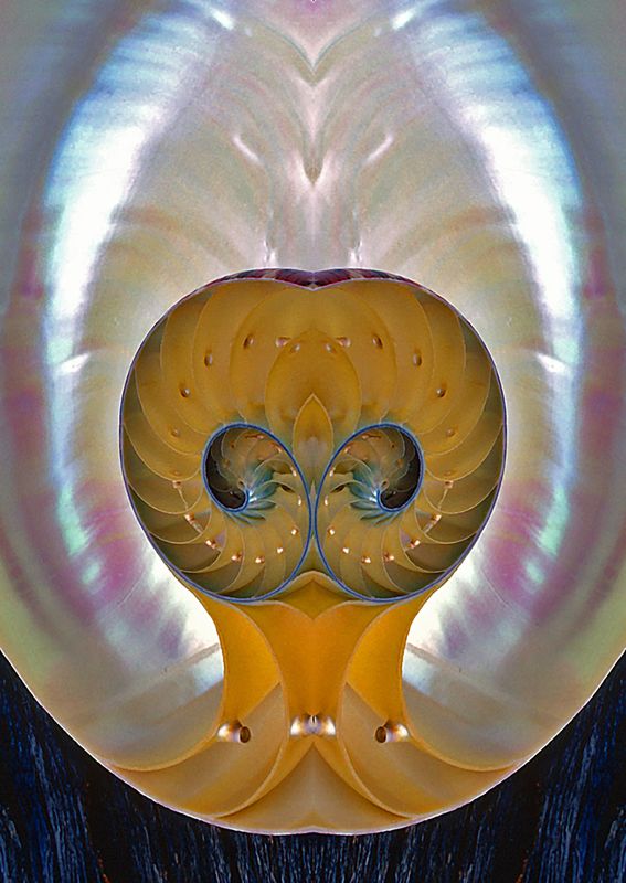 Chambered-Nautilus - Mirror Image Blend - Var. 3