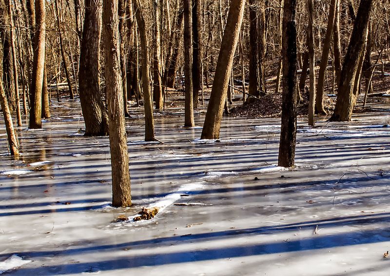 Flooded-Lowland-Woods---6