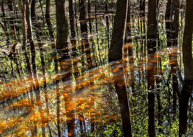 Flooded-Lowland-Woods---2