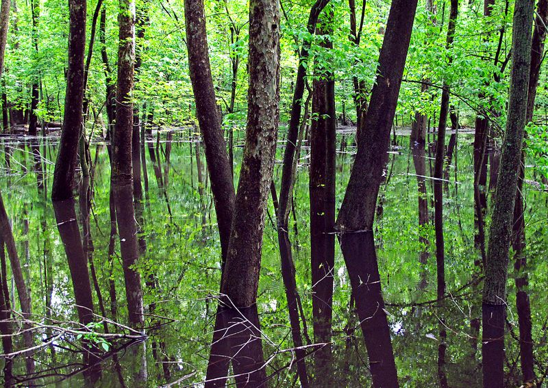 Flooded-Lowland-Woods