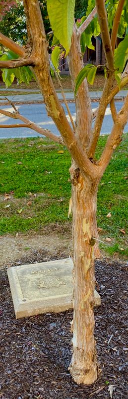 IMG_0559.jpeg