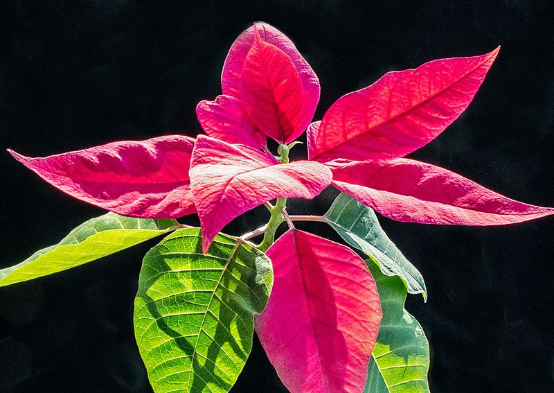Poinsettia---7